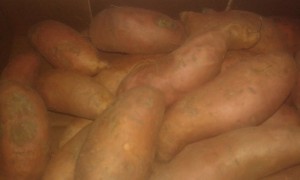 patate douce france  5.50€ le kilo