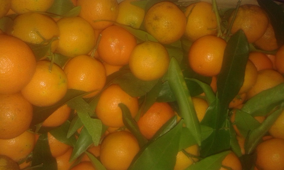 clementine feuille conversion corse  6.20€ le kilo