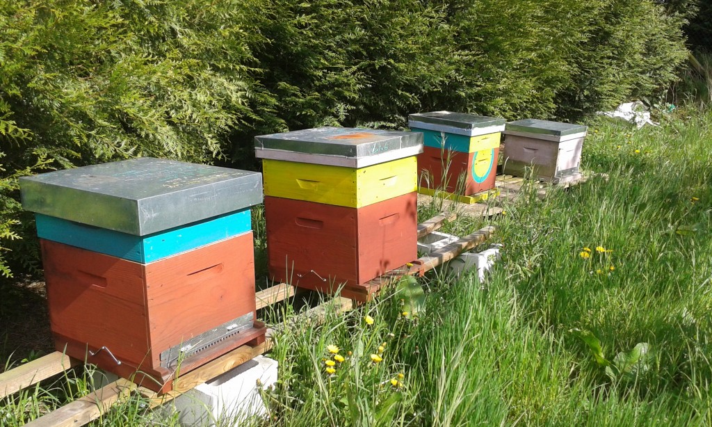 nos amis les abeilles qui permettent la pollinisation