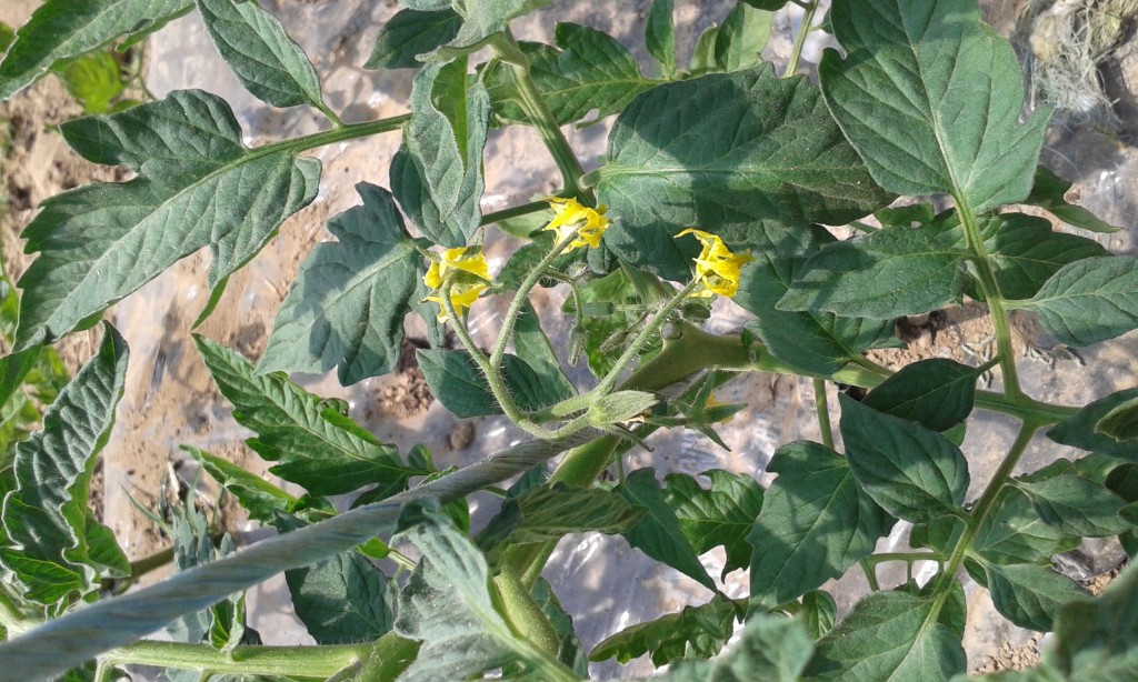 les tomates