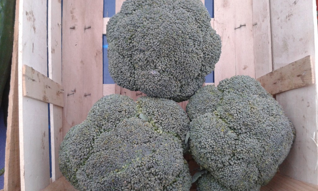 Rupture Brocoli France 4.90€  le kilo