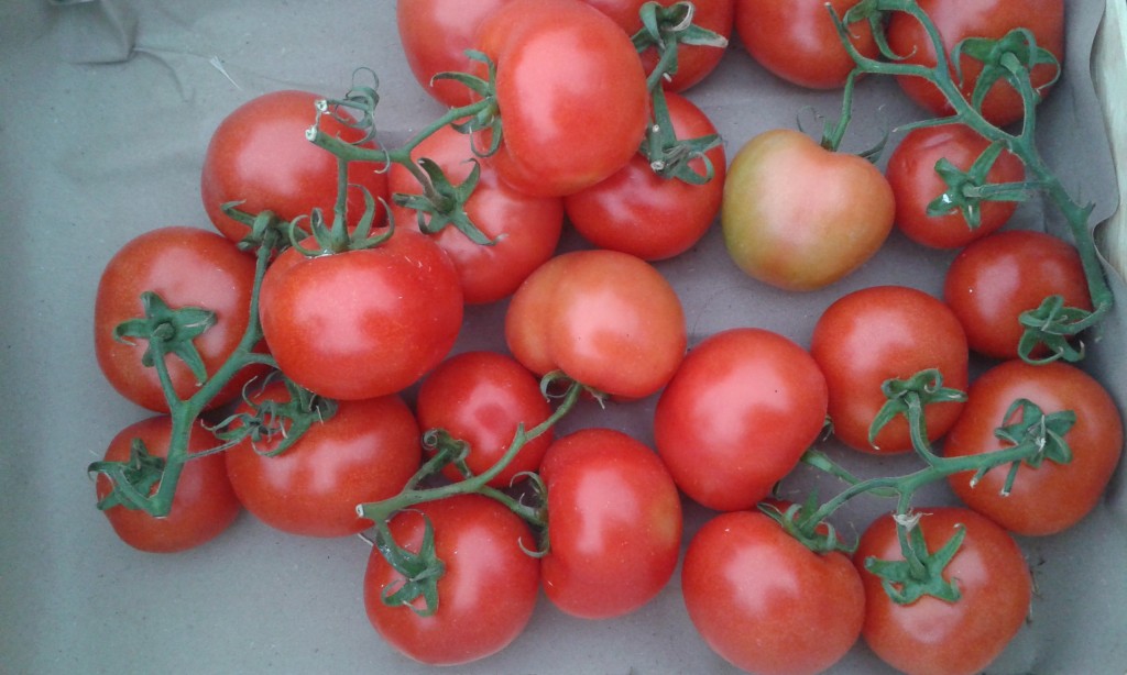 Tomate ronde grand rullecourt  4.20€ le kilo