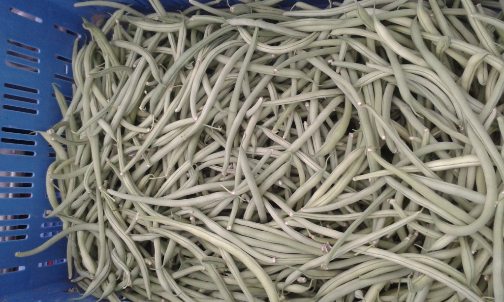 Haricot vert rame 
Grand rullecourt
 7.50€ le kilo